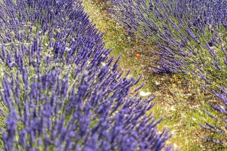 Lavandin
