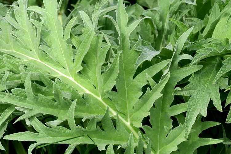 Feuilles d'artichaut