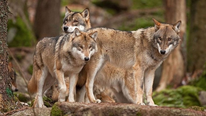 Meute de loups gris