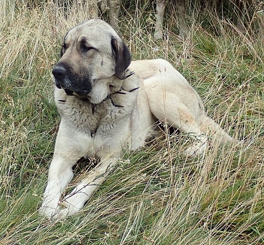 Chien de protection Berger Anatolie