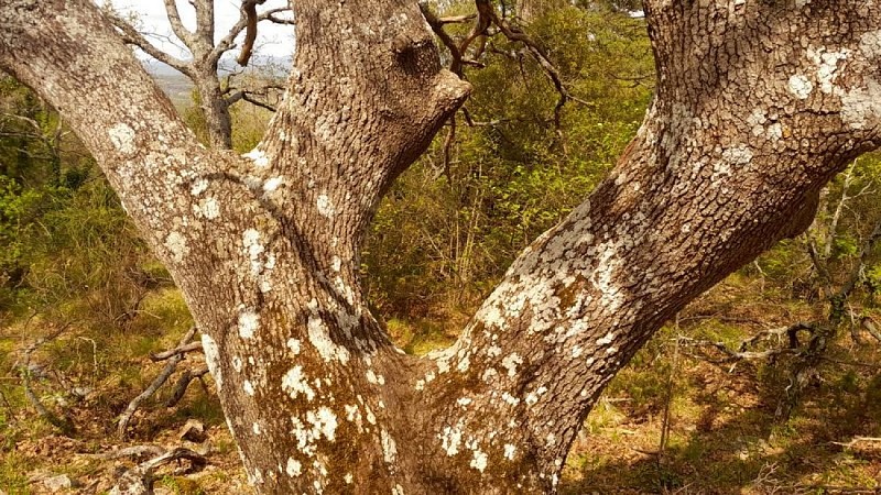 Tronc de chêne blanc