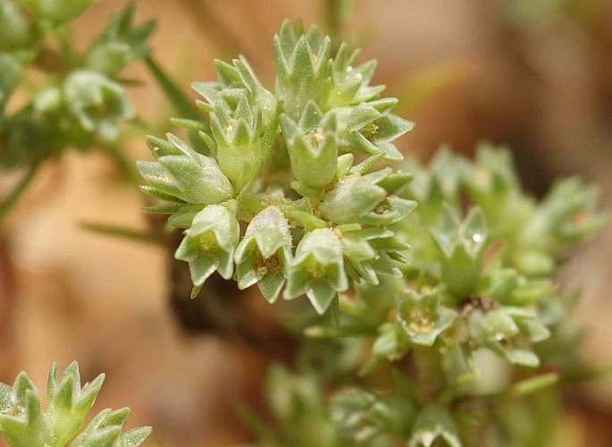Loeflingie d’Espagne