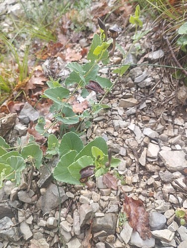 Aristoloche pistoloche