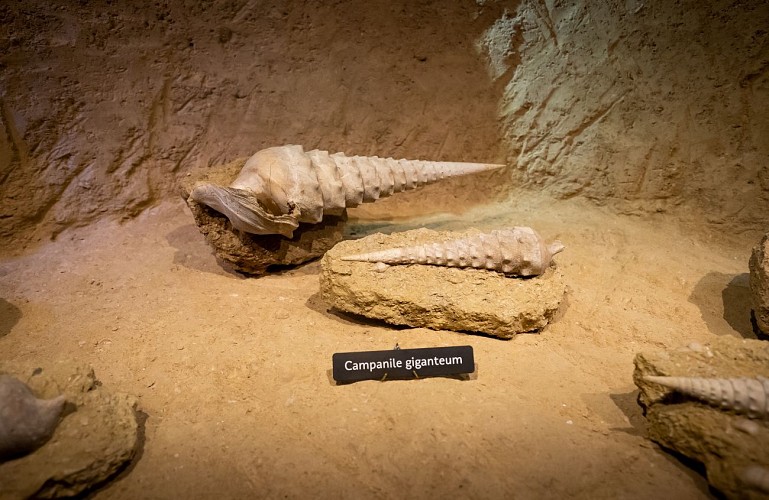 La cave aux coquillages - Fleury la riviere