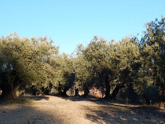 Vertes ou noires les olives ?