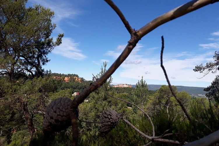 Forêt de Roussillon