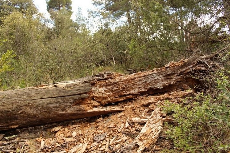 Arbre mort en décomposition
