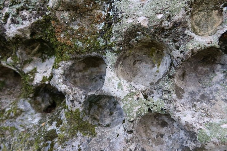 Traces d'oursins dans la roche