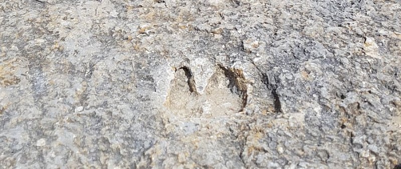 Empreinte à 2 doigts de chevrotain