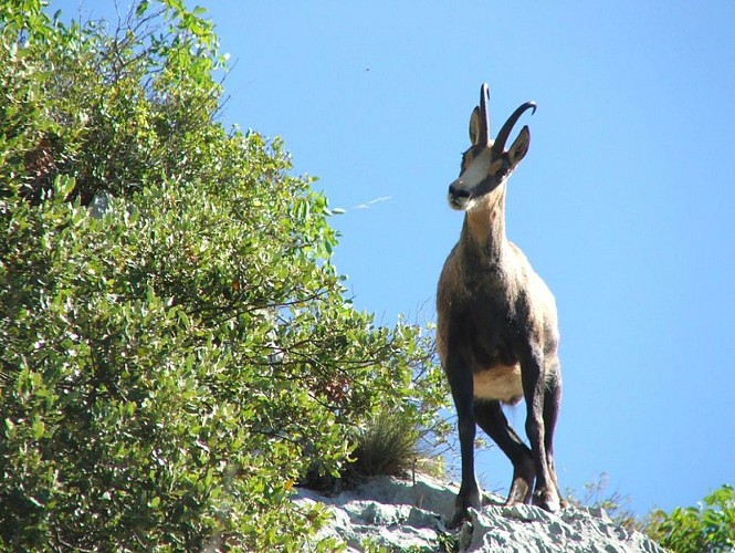 Chamois du Luberon
