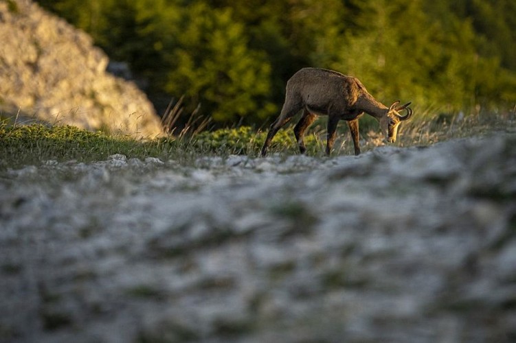 Chamois de Lure