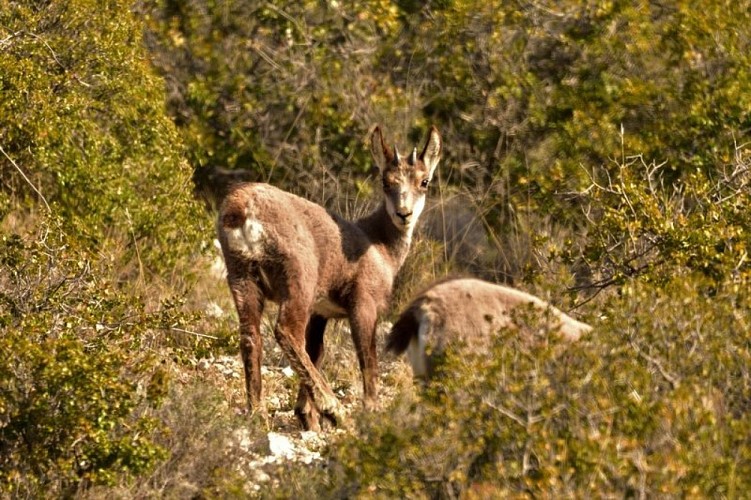 Jeunes chamois du Luberon