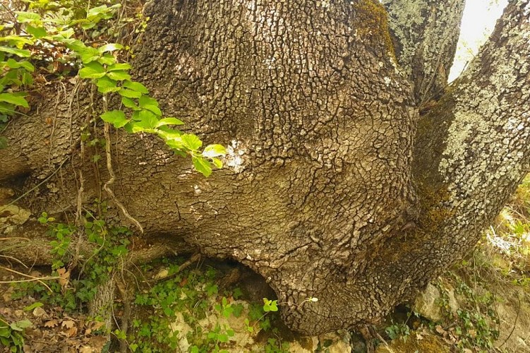 Vieux chêne