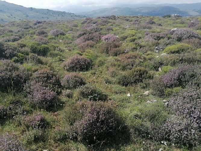 Thym en fleurs