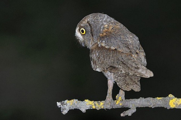 Hibou petit-duc posé