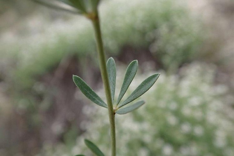 Folioles de Badasse frutescente