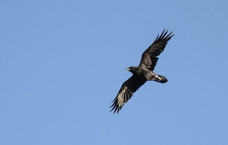 Grand Corbeau en vol