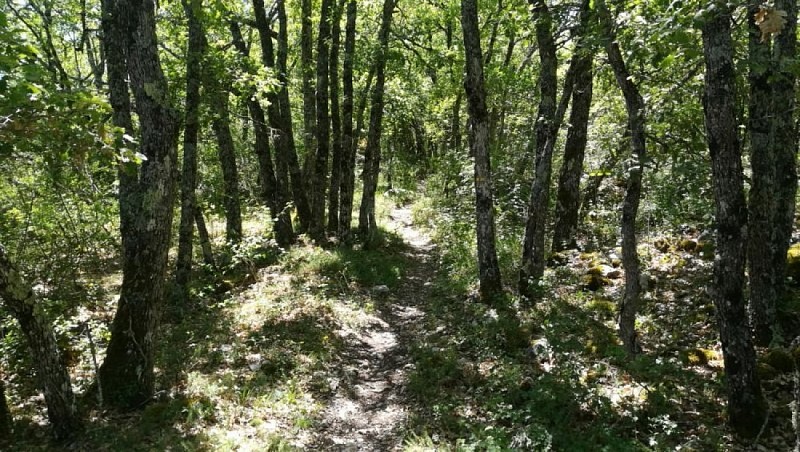 L'ambiance du taillis de chêne