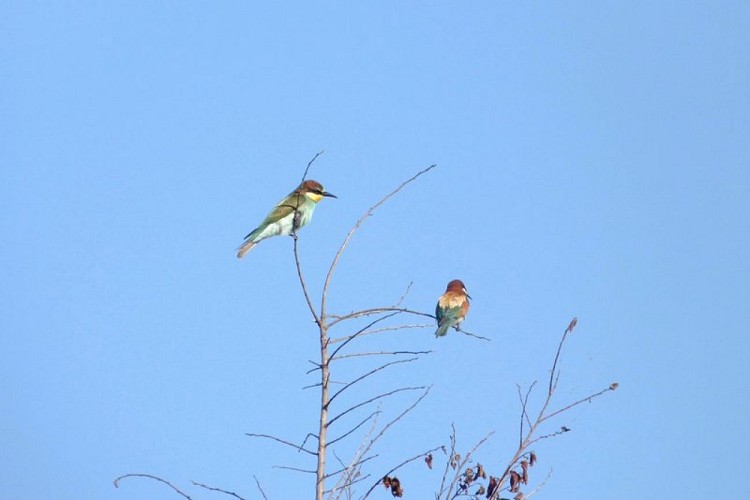 Deux guêpiers d'Europe