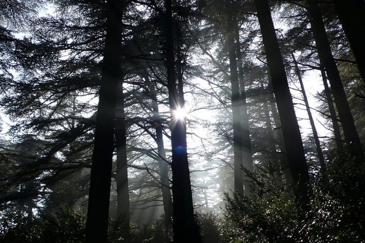Forêt des cèdres du Petit Luberon