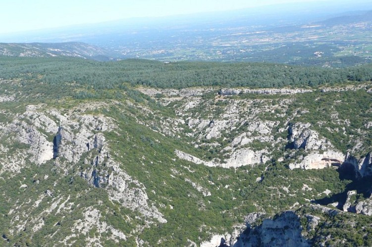 Forêt des cèdres du Petit Luberon