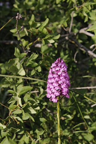 Une orchidée sauvage