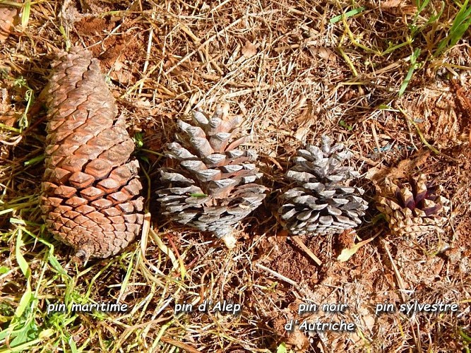 Différents cônes de pins