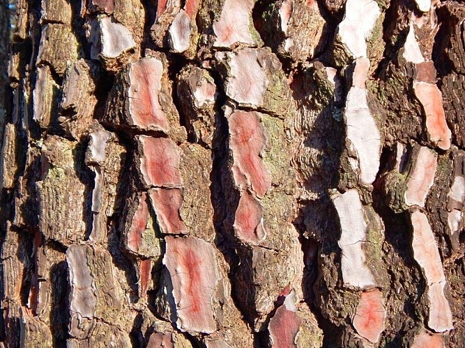 Écorce de Pin maritime