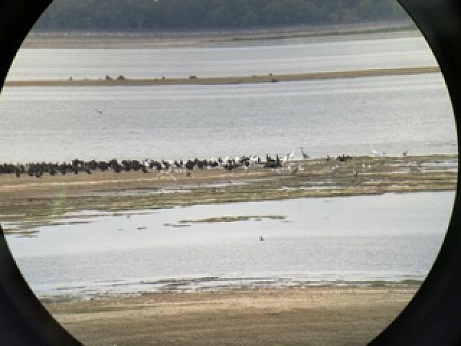 Observation des oiseaux - Lac du Der