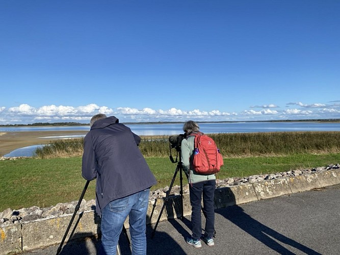 Observation des oiseaux - Lac du Der