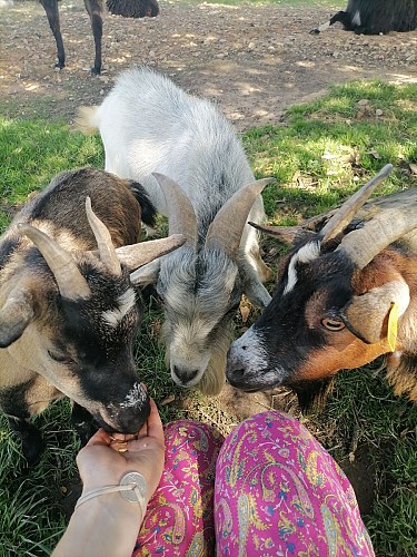 Roulotte Kanavu au coeur des animaux (jusqu'à 2 adultes et 2 enfants)