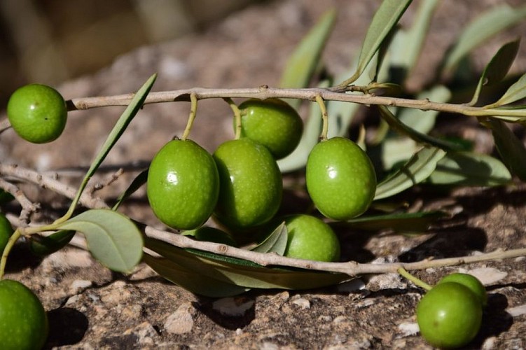 Olives vertes