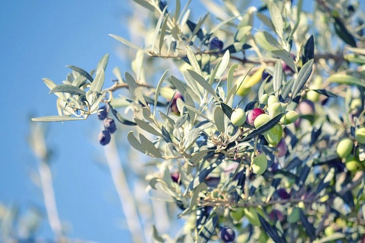 Vertes ou noires ? Même fruit, maturité différente