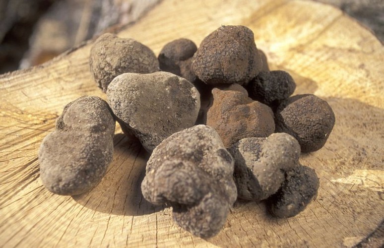 Belle récolte de truffes