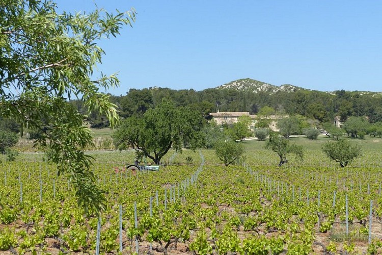 Vignobles du Gourgonnier