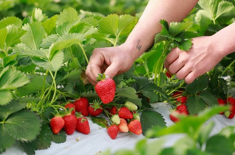 Culture de fraises
