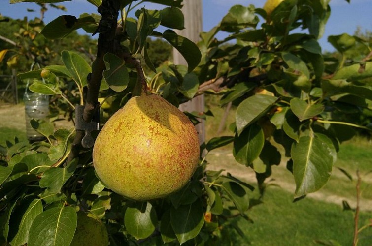 Culture de poires