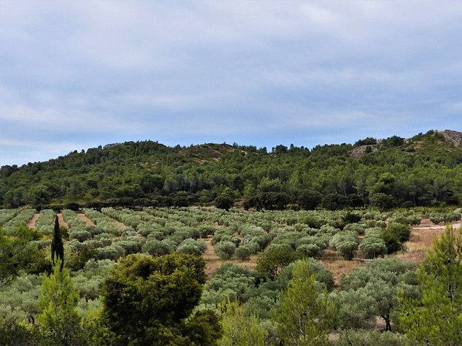 Oliveraies AOP de la Vallée des Baux-de-Provence