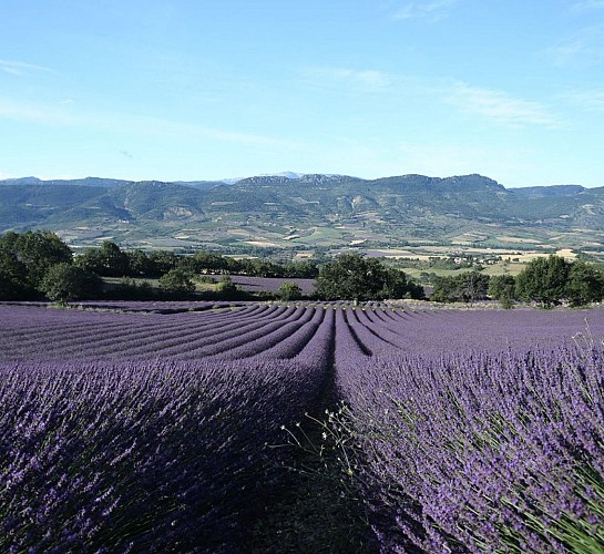 Lavandins dans la vallée de l'Ennuyée