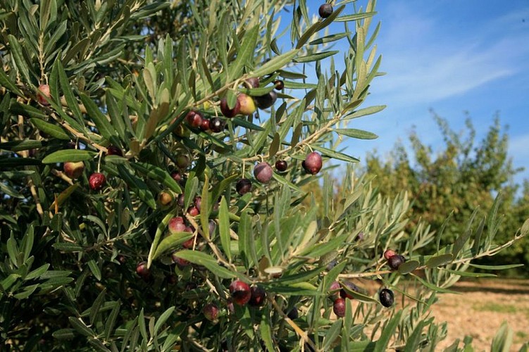 Olives « tournantes »
