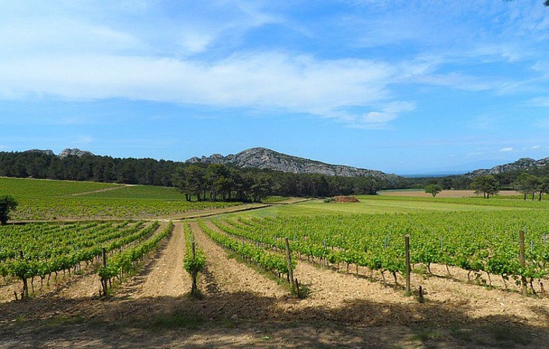 Culture viticole du domaine