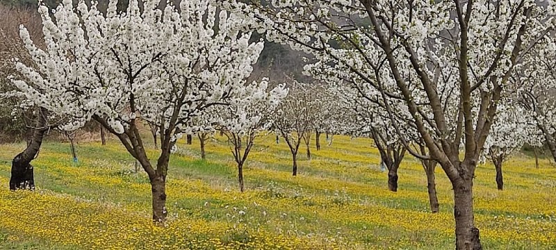 Cerisiers en fleurs