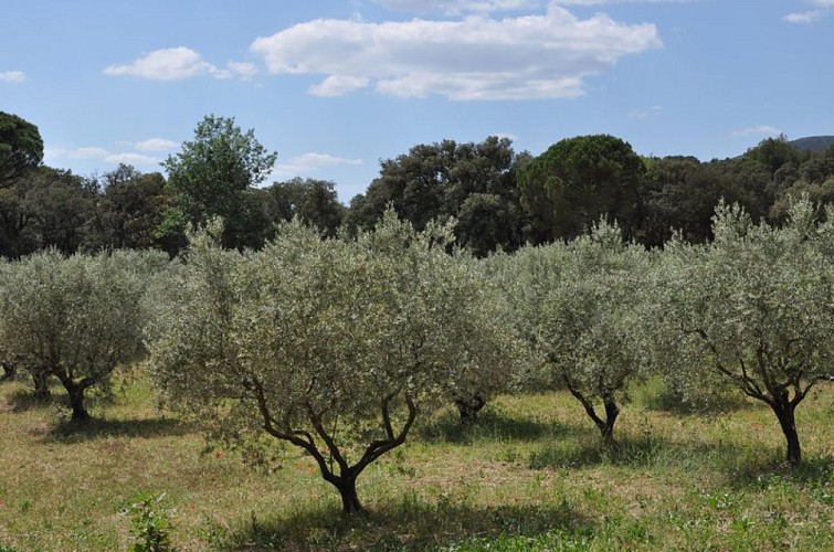 Champ d'oliviers
