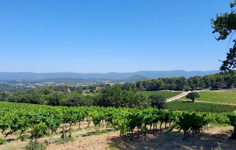 Vignes de l'AOP Luberon
