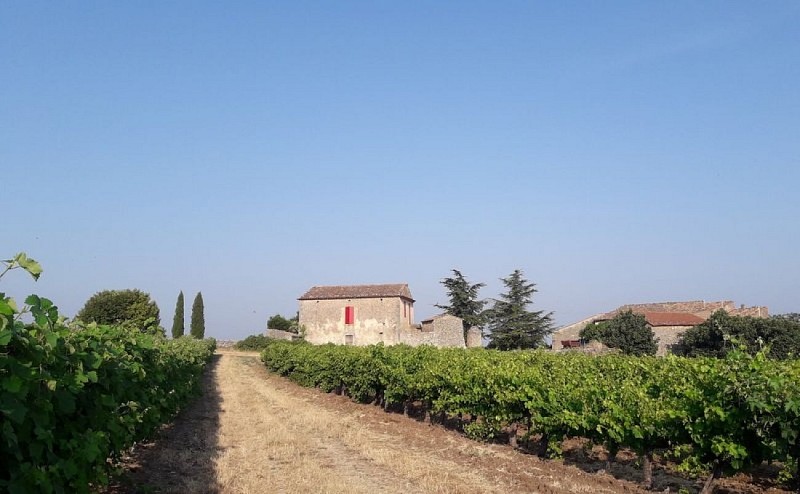Vignes près du hameau des Tourettes