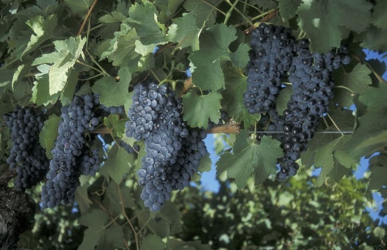 Grappes de raisin