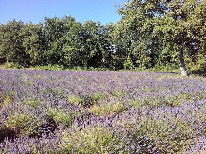 Champs de lavandin