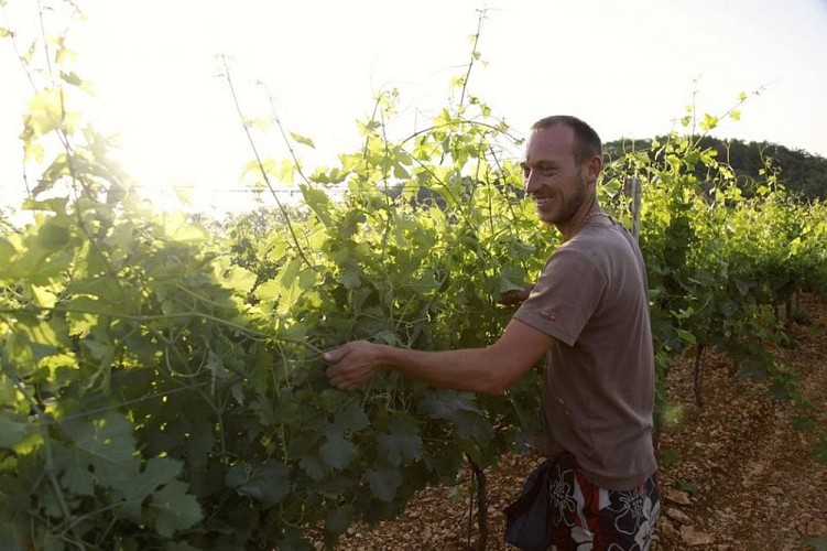 La vigne et son viticulteur