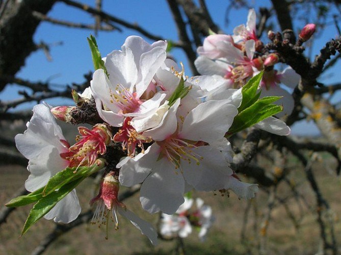 Amandiers en fleurs