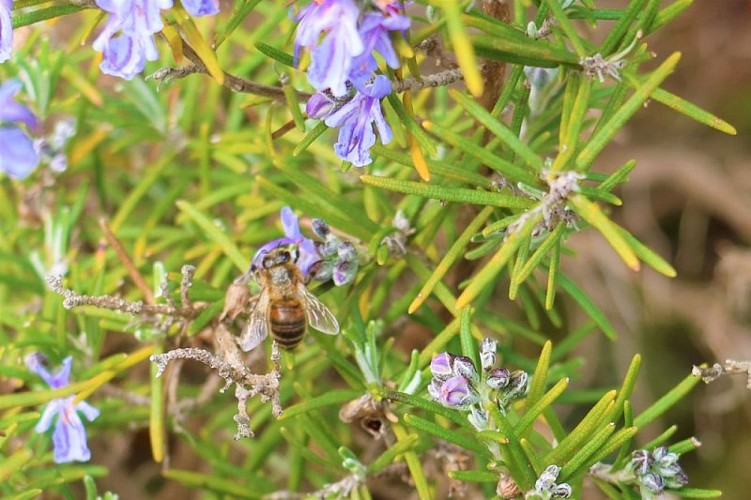 Abeille qui butine